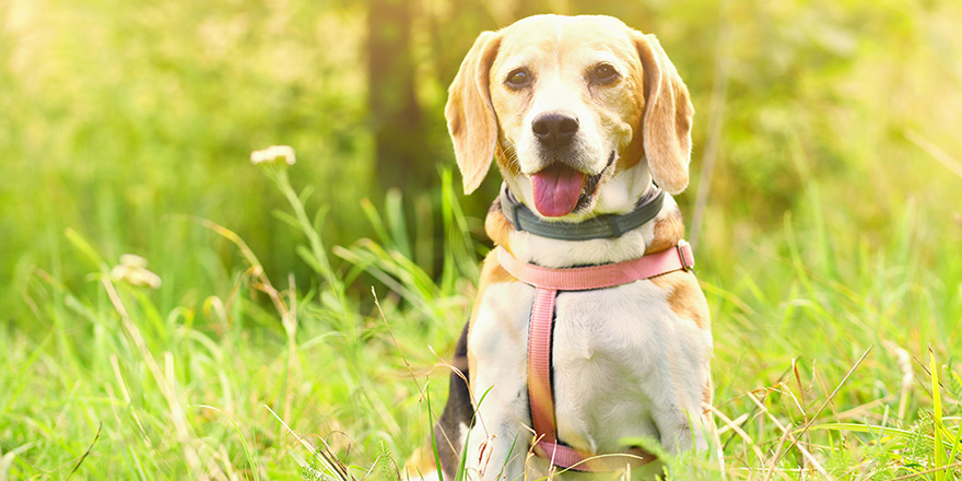 Dans le bureau du juge, un chien spécialisé pour assister les victimes dans une affaire de viols en série