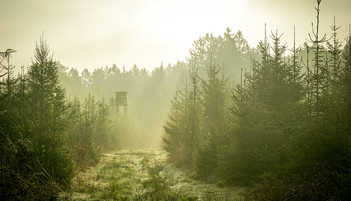 Comment protéger un arbre ? Par #testament !